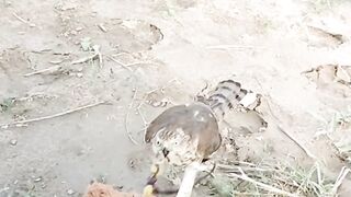 como entrenar a un halcón, Bird Train