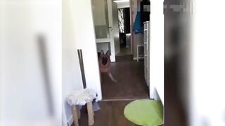 funny dog