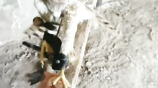 How to attack falcon, Bird feeding, shikra bird feeding