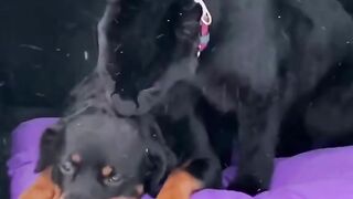loving dog