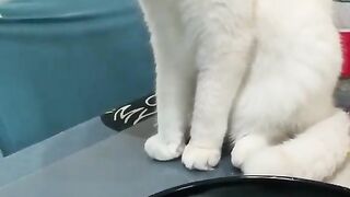 Funny Cat ????
