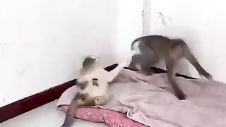 Cat vs monkey fighting animal