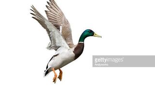 Duck enjoyment