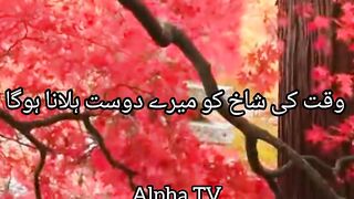 Beautiful Urdu Quotes❤️