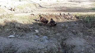 ducks