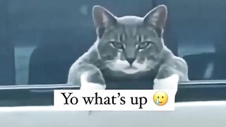 funny videos