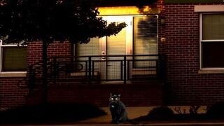 It's just a cat, but it has to save people in the building