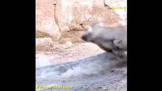 animal funny video-Funny Moments of animals-dubbed-markhor