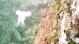 Beautiful view of bird