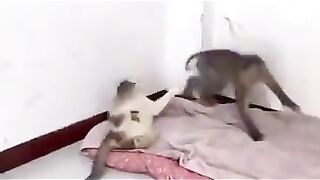 Monkey Cat fighting