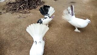 Laka kabootar breeding tips