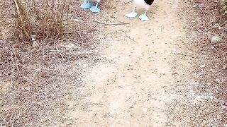 Beautiful view of bird