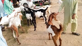 Goat market in Pakistan