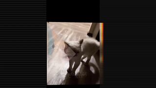 Funny animal videos 2022funny cat