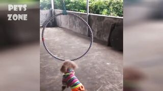 Cute Pets