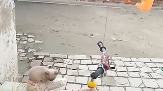 Magical_Cat