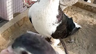 Pigeon cage video