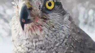 Ghoshawk-valk