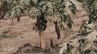 Papita Plant MashaAllah