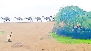Beautiful view of tharparkar