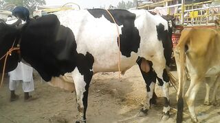 Biggest bull in pakistan 2023