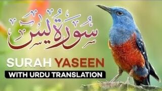 Surah yaseen tilawat with urdu translation complete video full surat