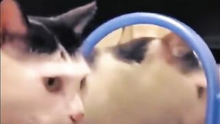 Crazy Cats 3