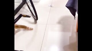 Funny Cats Life