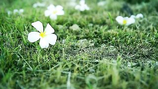 #NaturalRelaxing#naturalview#naturalsound#viral