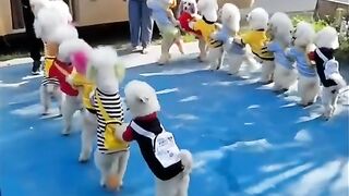 Vídeo legal ???? engraçado