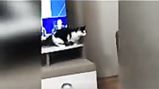 Gatos engraçado muito legal ????