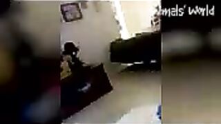 Vídeo de animais engraçados