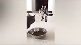 Gatos engraçados