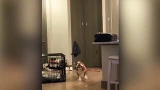 Pets engraçados