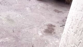 Sulcata tortoise