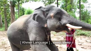 Training of elephant to sit by a girl