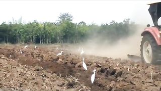 plow the barren cassava fields