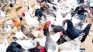 ayam betina ????