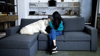 Dog with his owner on the sofa
