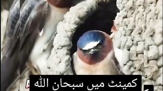 Allah Tala ne Khana Kaba ki hifaz ka Lia ababeel.