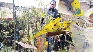 بیر اور امرود کے پھل کا سائز کیسے بڑا کیا جائے