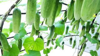 Good Tips For Making A Climbing Trellis For Cucumbers, Simple But With Lots Of Fruit.