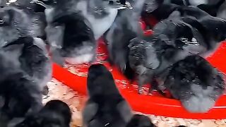 Anak ayam ????????