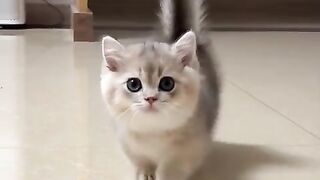Cute cat ????????????????