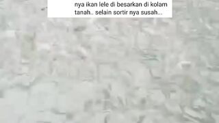 PLUS MINUS pembesaran ikan lele di kolam tanah selain SUSAH SORTIR