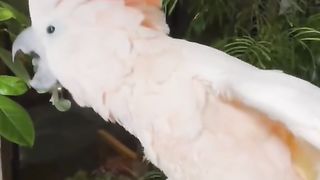 Burung Kakak Tua ????
