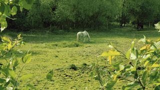 saw a horse in the forest