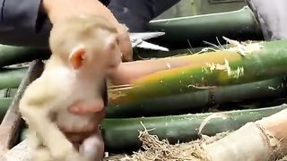 Helping Baby Monkey Pinched Bamboo Hands