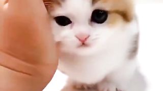 A cute little kitten