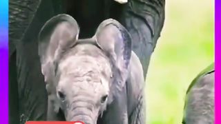 Adorable Elephant Family